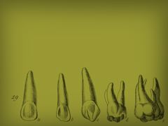 BONE 1